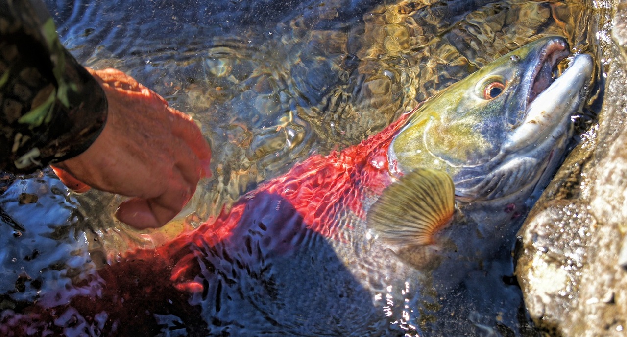 金堤河鱼类