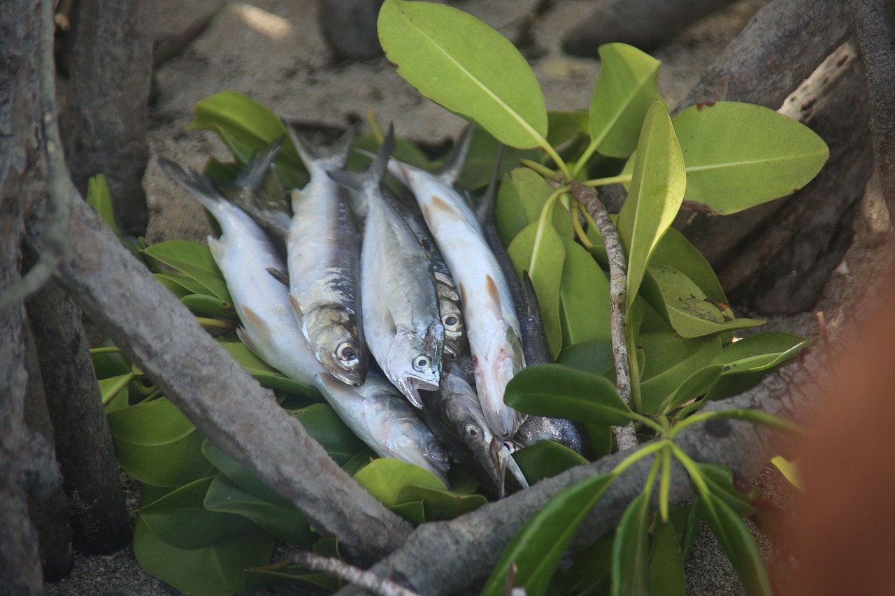 油菜饼钓鱼秘籍，解锁多种鱼类的垂钓新技巧