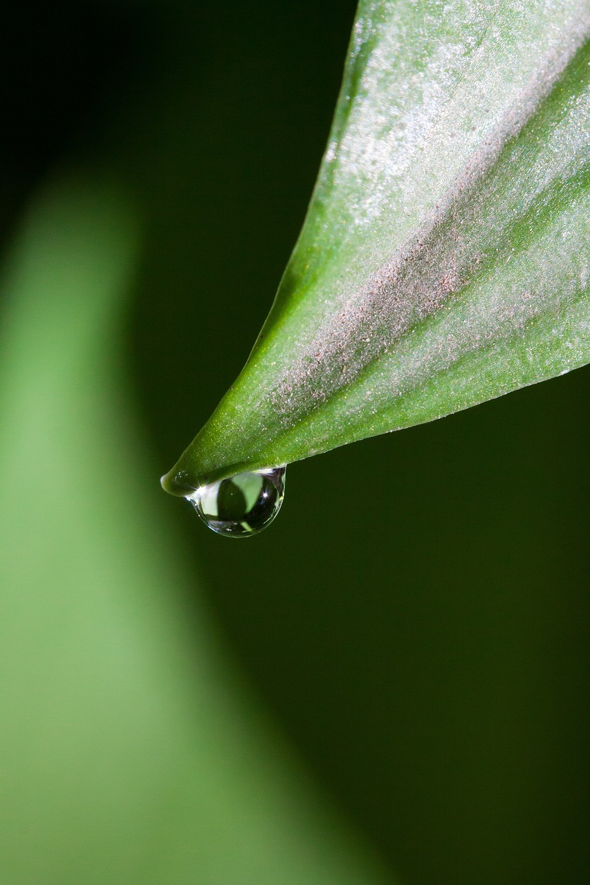 黑坑钓鲤鱼小药最新选用指南