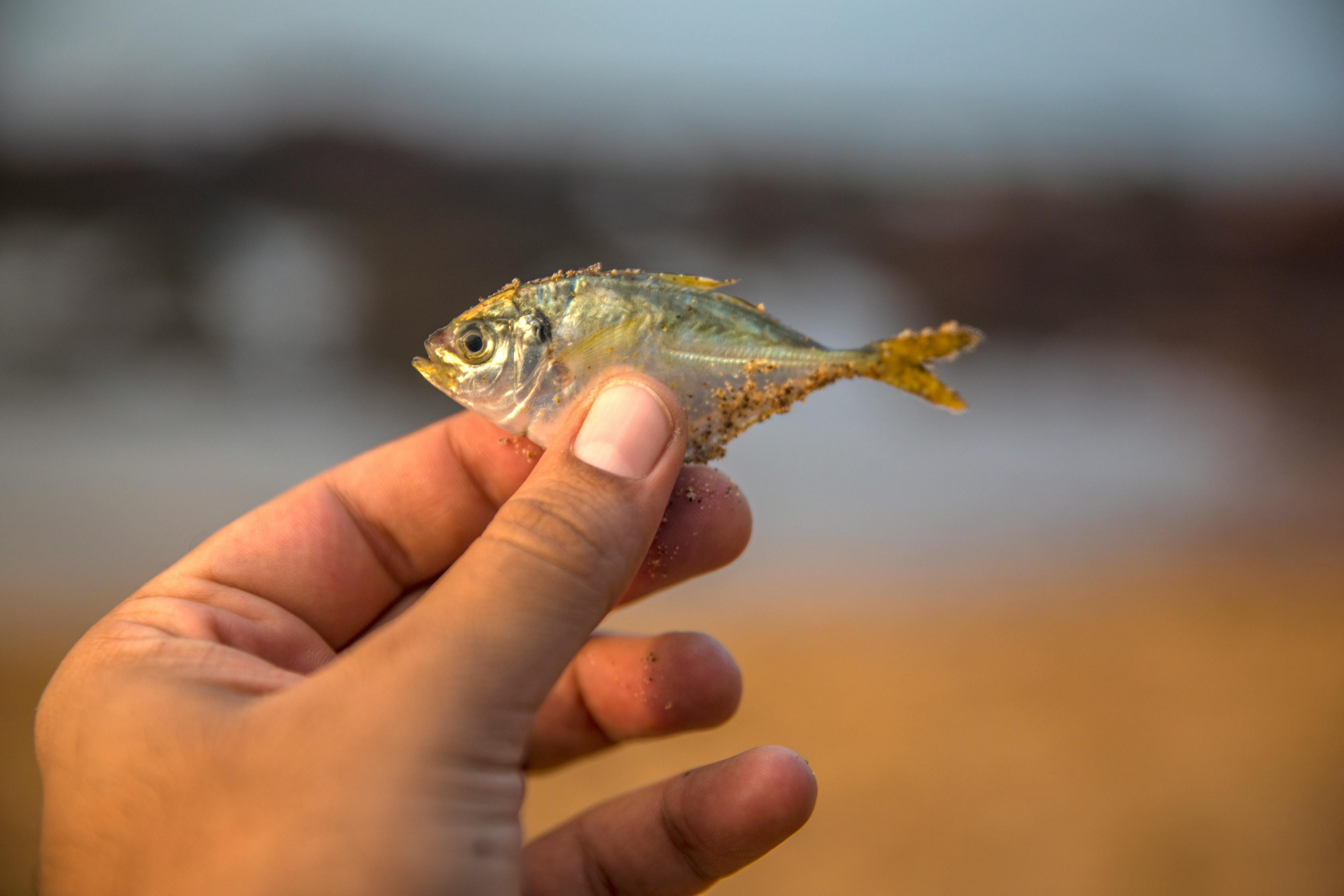 海钓竿用串钩最新组装秘籍，打造高效捕鱼利器