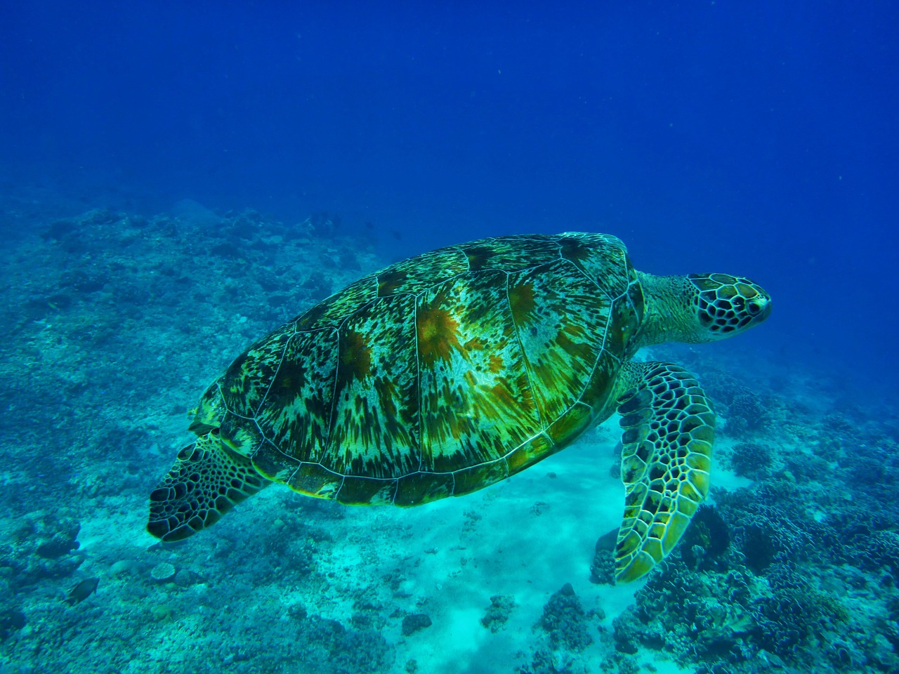 长江流水底钓鲢鳙最新攻略