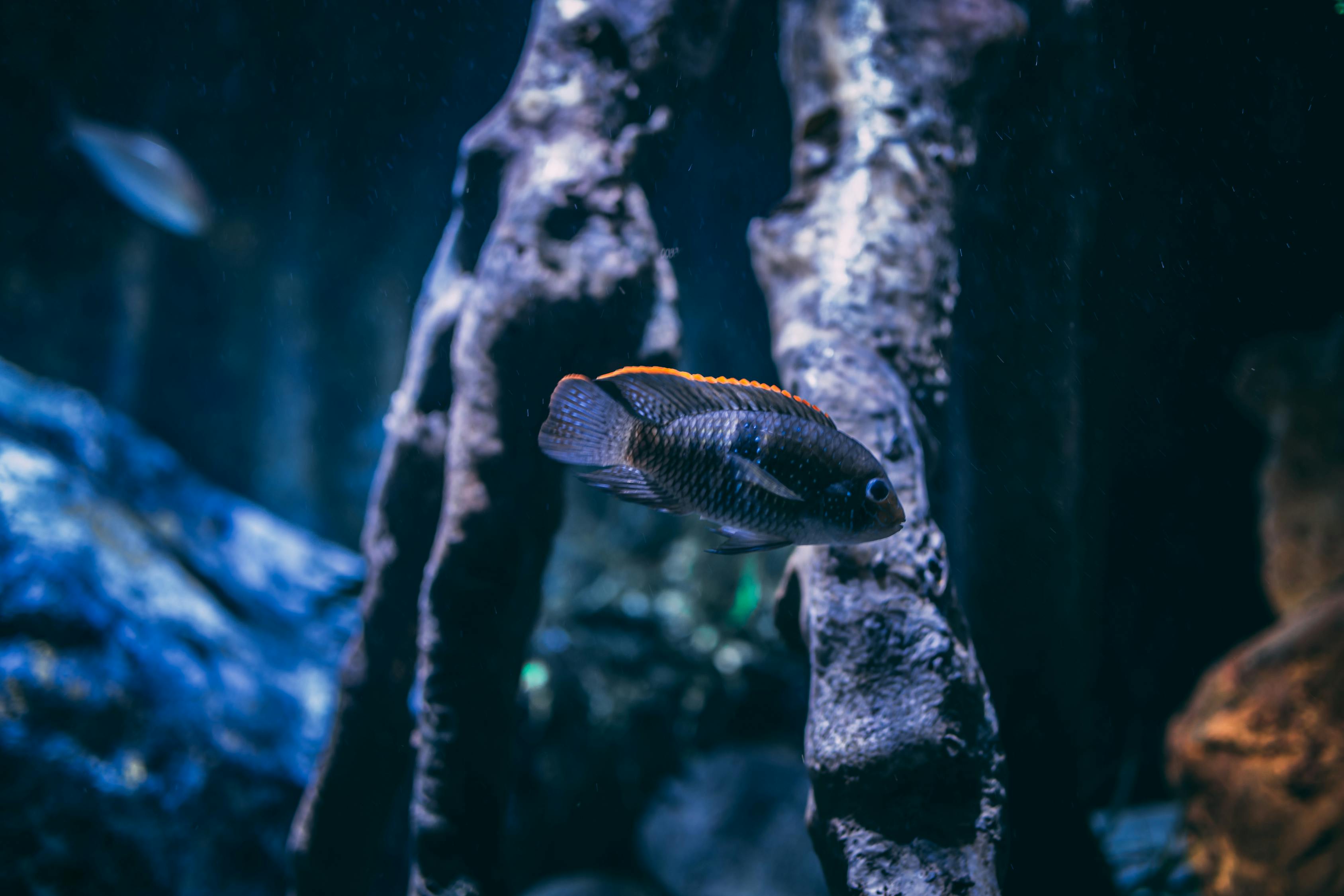 泰安观赏鱼市场最新指南，寻找梦幻水族伙伴